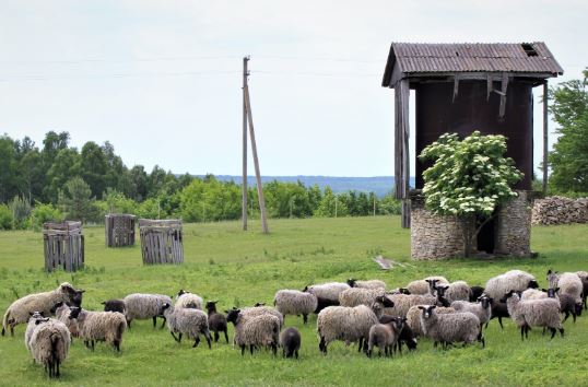 вівці на ранчо Зелений дуб